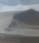 ご飯
