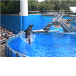 Blue dolphins
