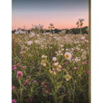 ~luvlyfield~
