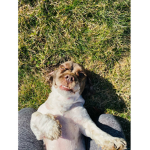 ZOFIA PUPpY