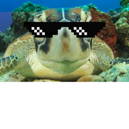 Turtle's Paradise (community for having fun)