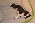 Haylee12345oreo