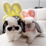 'bunny