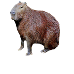 Capybara Club.