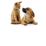 we love animals like cats and dogs