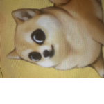 Doge fan club!!!!:)