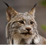 ▪ Lynx