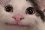 Beluga group only cats