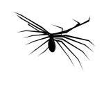 Spider Wings