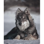 [< Wild wolves ! >]