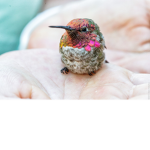 baby humming birds and normal birds