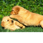 puppy power plays