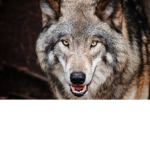 Rich Wolfy Group
