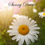 Sunny Daisies
