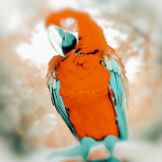 the parrot !!