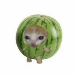 adorbsiiluvs