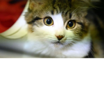 Cats ;D