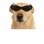master doggy