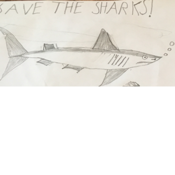 Save the Sharks! 🦈 
