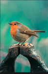 { Avian Fan Group! }