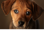 nice dog