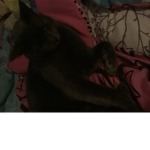 Cats can
