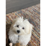 Nemo. The dogs fan group