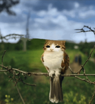 Meowl studios