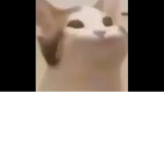 POP CAT NATION!11!!!