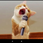 CATS ARE #1