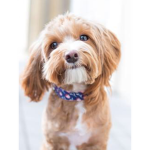 QM master studios/Puppies