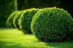 The Bush Man's Kingdom