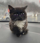 Gatitos de roblox