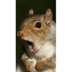 Squirrel clubhouse