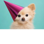 PuppyTheDonator