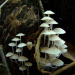 musshroomss