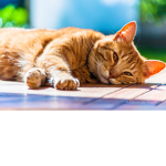 Sacha.the cat