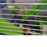 Hamster hope!