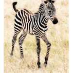 Stripey zebras