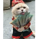 Mr Kitty Whisker gang