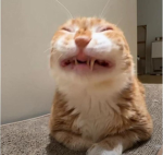 Kitten And Cat Group!!!!!!!!!!