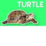 King Turtles Group