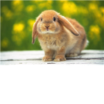 bunny loverz club