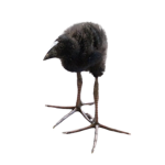 Roblox super Chickens