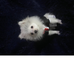 Dog with suit
