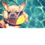 Tropical Puppy!!!