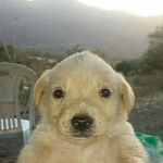 Los Cachorros de Vivanco