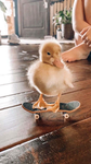 “Quack Quack “ DUCKS