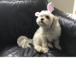 Tilly the dog