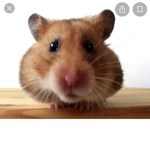 Alek__